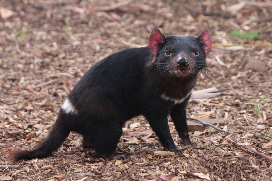  Tasmanian devil
